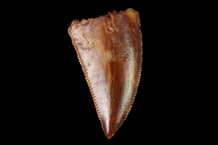 Serrated, Raptor Tooth - Real Dinosaur Tooth #158980